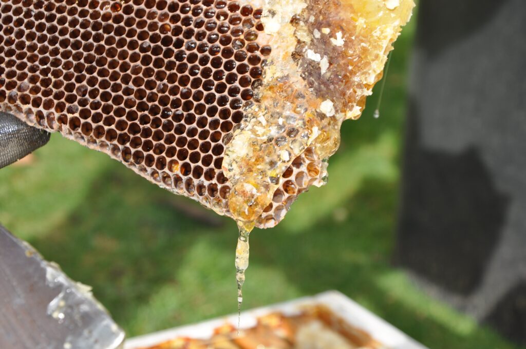 beekeeper-2168184